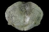 Pyrite Replaced Brachiopod (Paraspirifer) Fossil - Ohio #142130-1